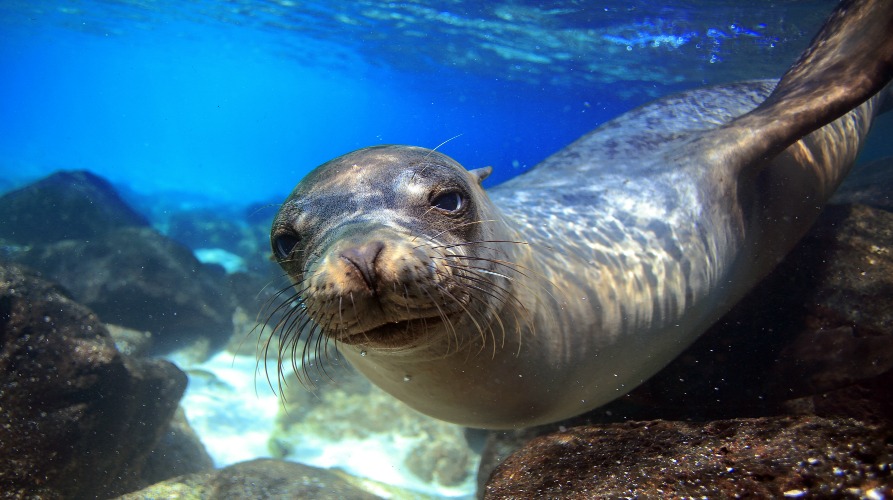 Galapagos Seal - OH HAI!